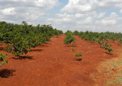 Smallholder coffee restoration (Kenya)