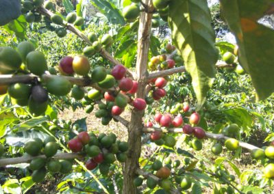 Smallholder coffee restoration (Peru)