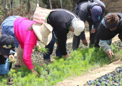 Community reforestation (Peru)