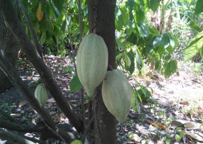 Honey and Chocolate Forest (Nicaragua)