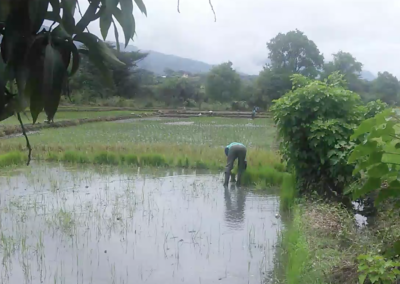 Climate Smart: conversion wet rice to shaded cocoa (Peru)