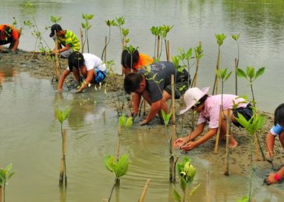 Mangrove restoration (Philippines)
